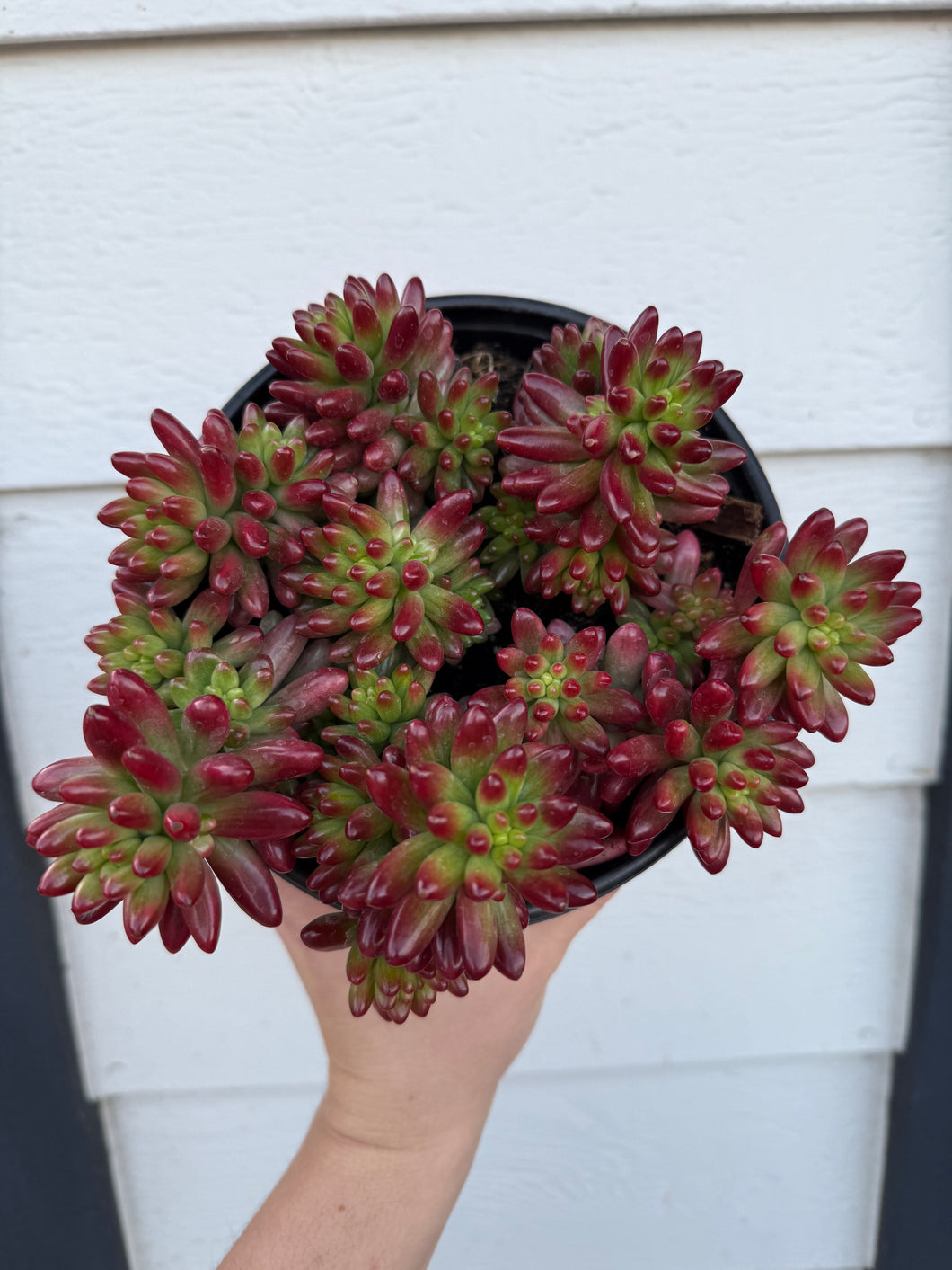 Sedum Aurora