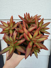 Sedum Adolphi ‘Firestorm’