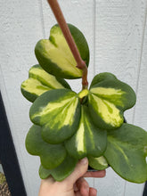 Hoya Kerrii Reverse Variegated Hoya Heart ('SweetHeart')