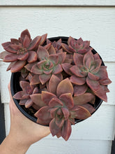 Graptosedum California Sunset Hybrid (Thick Leaves)