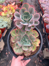 Variageted Echeveria Pelusida  Gigantea