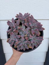 Graptoveria Blue Pearl