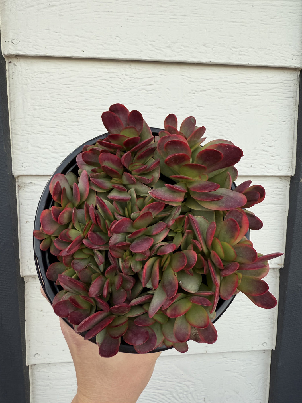 Crassula Platyphylla Variegata ( Pink Jade )