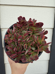 Crassula Platyphylla Variegata ( Pink Jade )