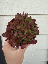 Crassula Platyphylla Variegata ( Pink Jade )