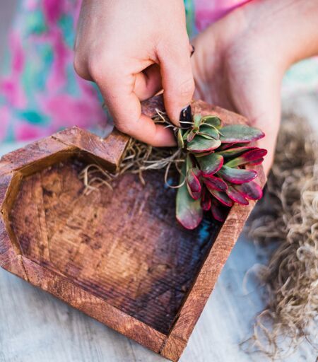 Wooden Succulent Heart DIY Kit – In Succulent Love