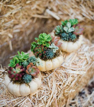 Trio of Mini White Succulent Pumpkins