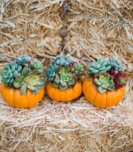 Trio of Mini Orange Succulent Pumpkins