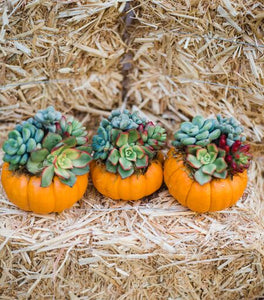 Trio of Mini Orange Succulent Pumpkins