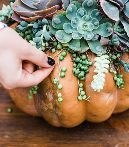 DIY Succulent Pumpkin Centerpiece Kit