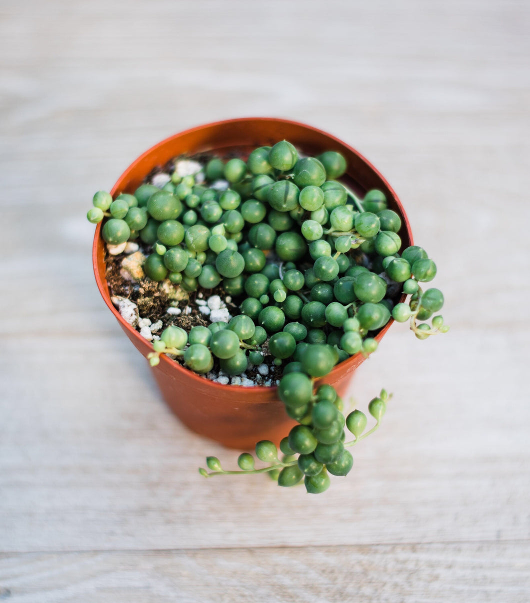 Senecio String of Pearls (Senecio Rowleyanus)