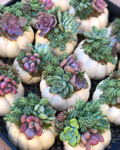 Trio of Mini White Succulent Pumpkins