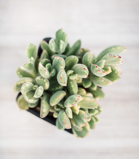 Cotyledon Bear Paws Variegated