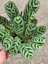 Calathea Ctenanthe Burle-Marxii