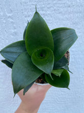 Sansevieria Hahnii Jade Star