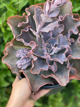 Echeveria Violacina