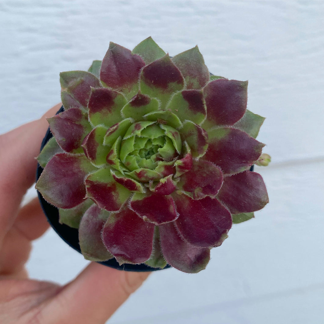 Sempervivum Red Hybrid : Hens & Chicks