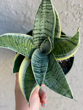 Sansevieria Hahnii Silver Star Variegated