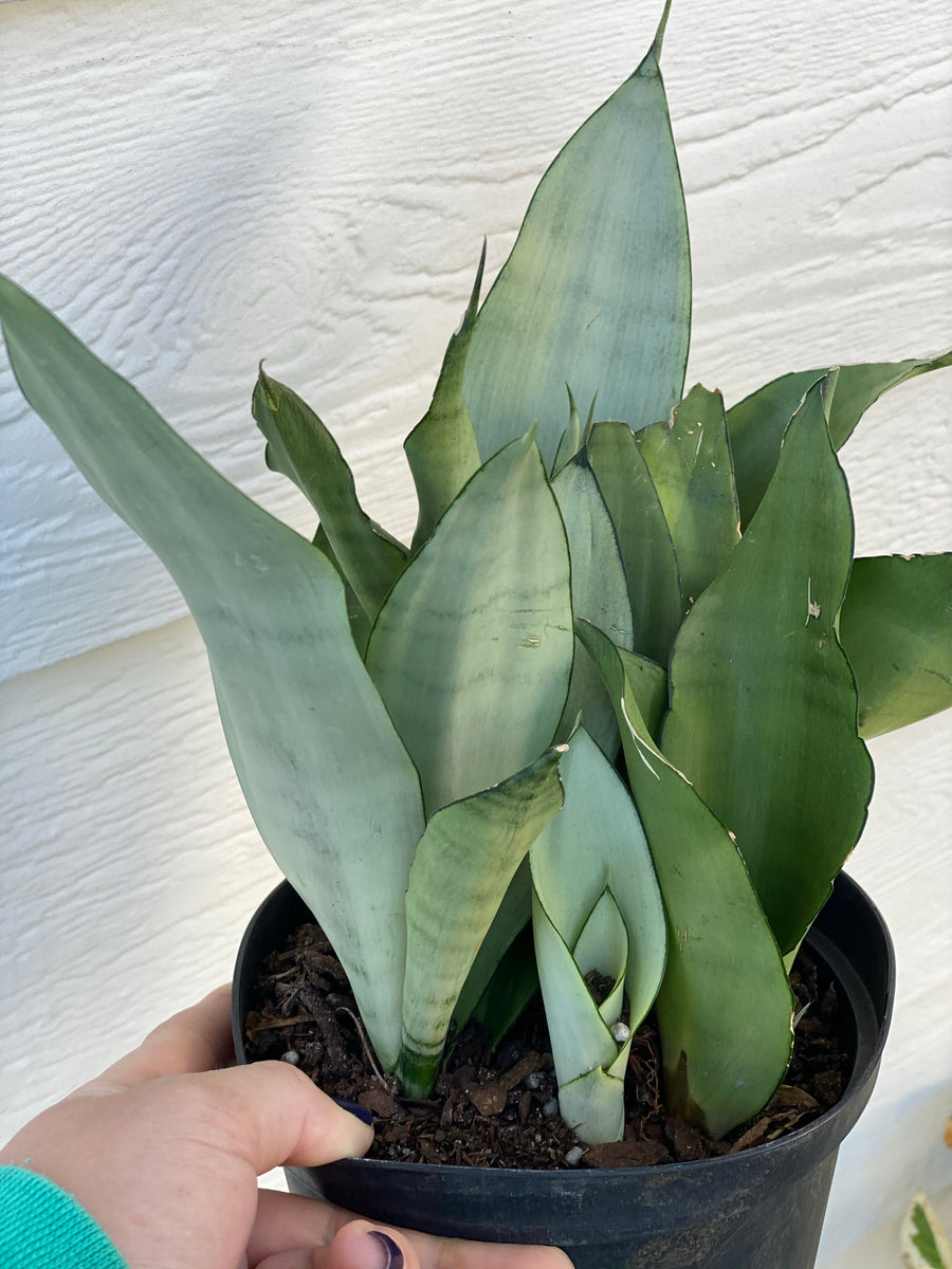 Sansevieria Moonshine - Clusters – In Succulent Love