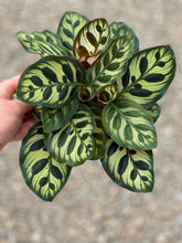 Calathea Makoyana