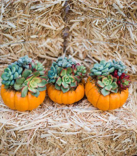 Single Orange Mini Succulent Pumpkin