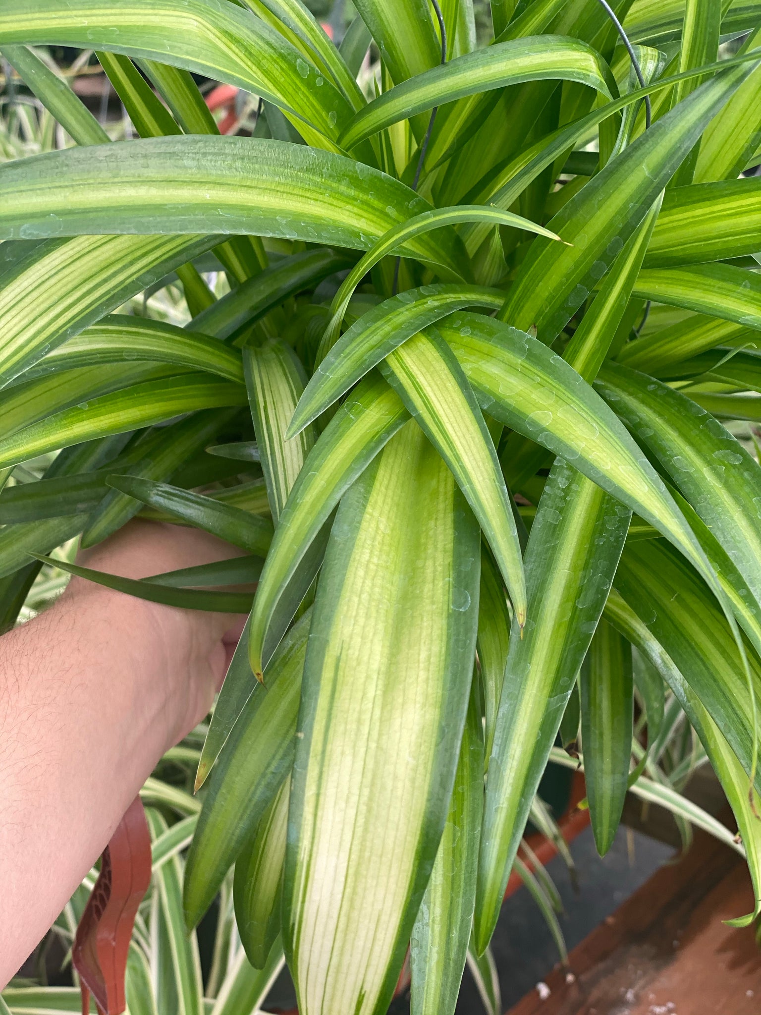 Chlorophytum Hawaiian Spider Plant ( Green Variegated ) – In Succulent Love