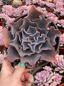 Echeveria Violacina