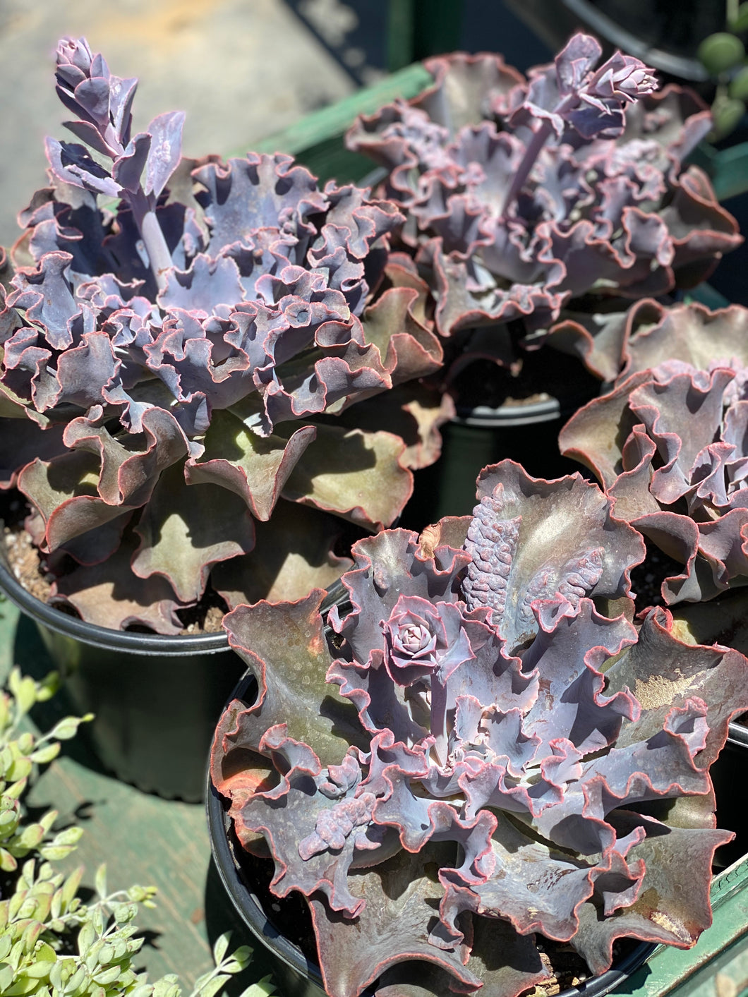 Echeveria Violacina