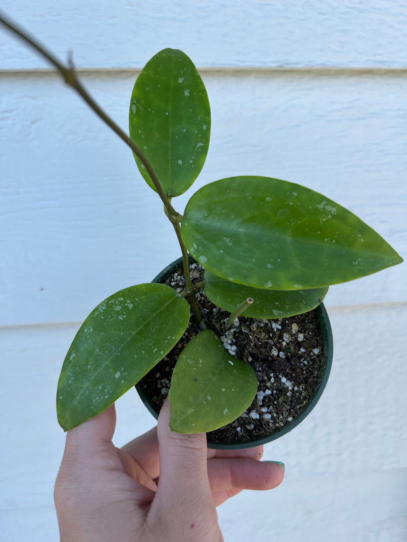 Hoya Acuta – In Succulent Love