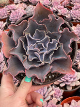 Echeveria Violacina