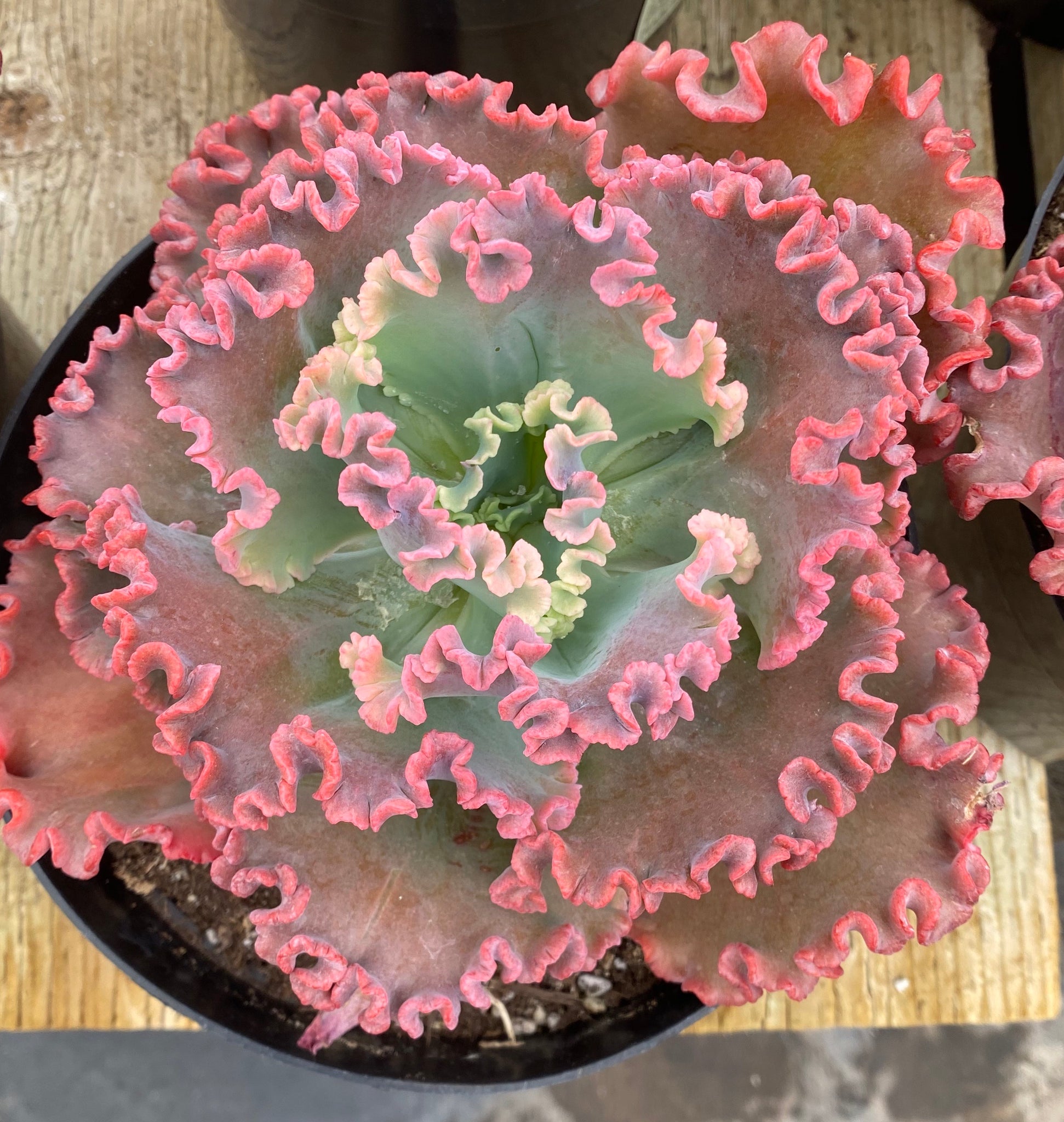 Echeveria Gorgon's Grotto from my personal collection. So