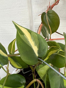 Philodendron Brasil Hybrid