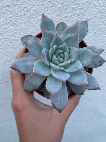 Echeveria Blue Bird