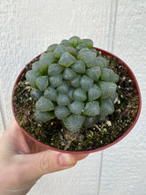 Haworthia Cooperi