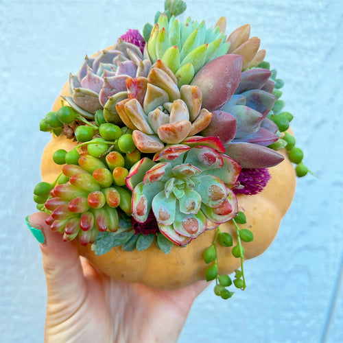 Small Fairytale Succulent Pumpkin