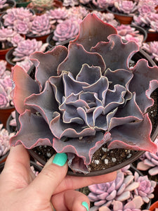 Echeveria Violacina