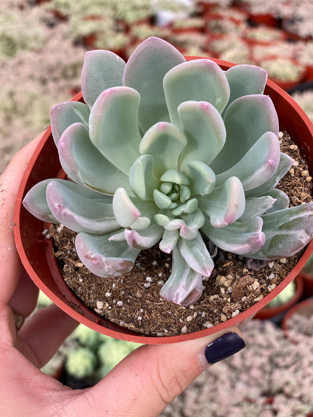 Variegated Pachyveria Scheideckeri ‘Jeweled Crown / Blue Tower’