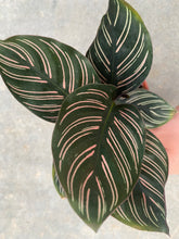 Calathea Ornata Pinstripe