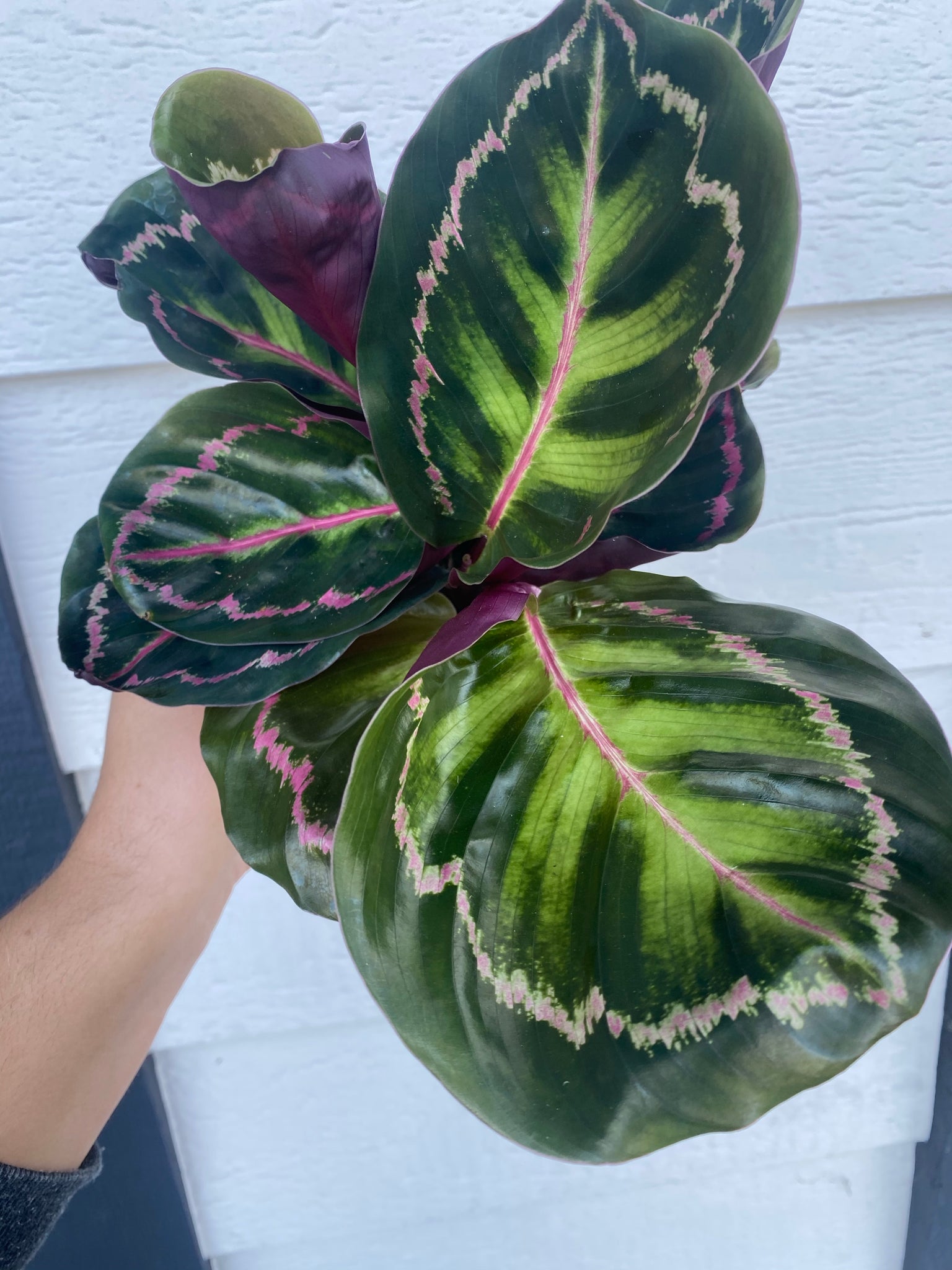 Medium Calathea 'Medallion' (Calathea roseopicta 'Medallion') – Rooted