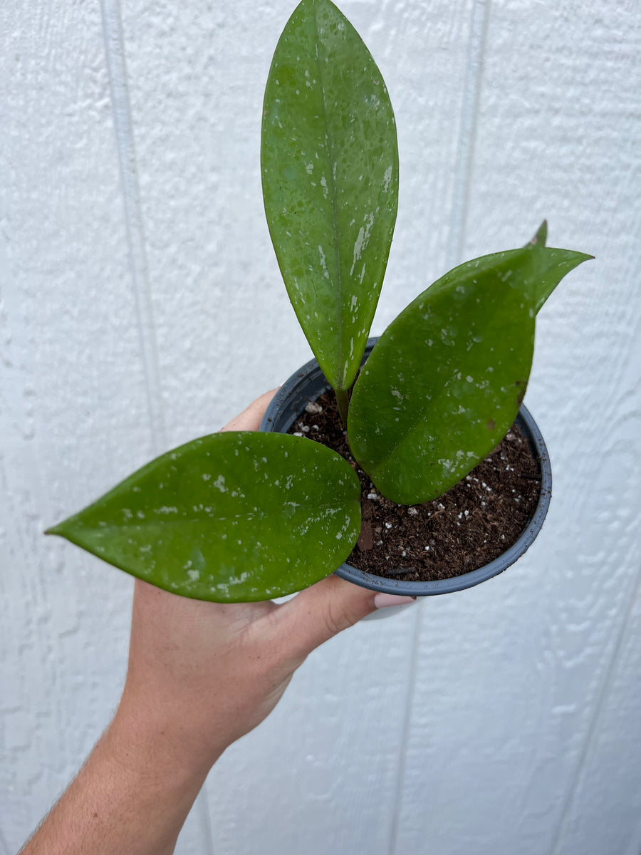 Hoya Carnosa Stardust Hybrid* – In Succulent Love