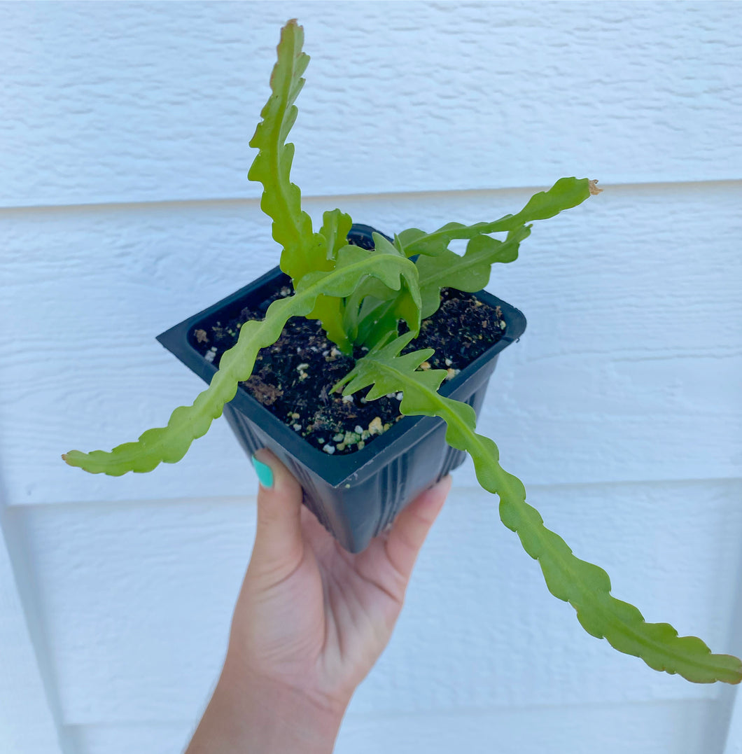 Epiphyllum Anguliger (Ric Rac /Fishbone Cactus )