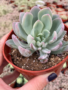 Variegated Pachyveria Scheideckeri ‘Jeweled Crown / Blue Tower’