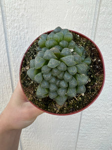 Haworthia Cooperi