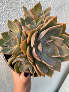 Echeveria Sanyatwe Clusters