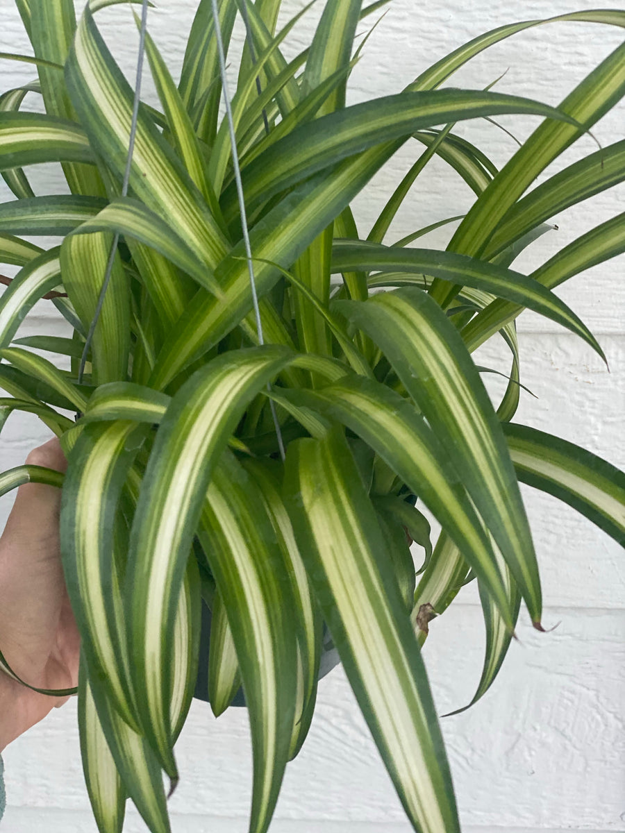 Chlorophytum Hawaiian Spider Plant ( Green Variegated ) – In Succulent Love