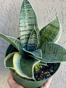 Sansevieria Hahnii Silver Star Variegated