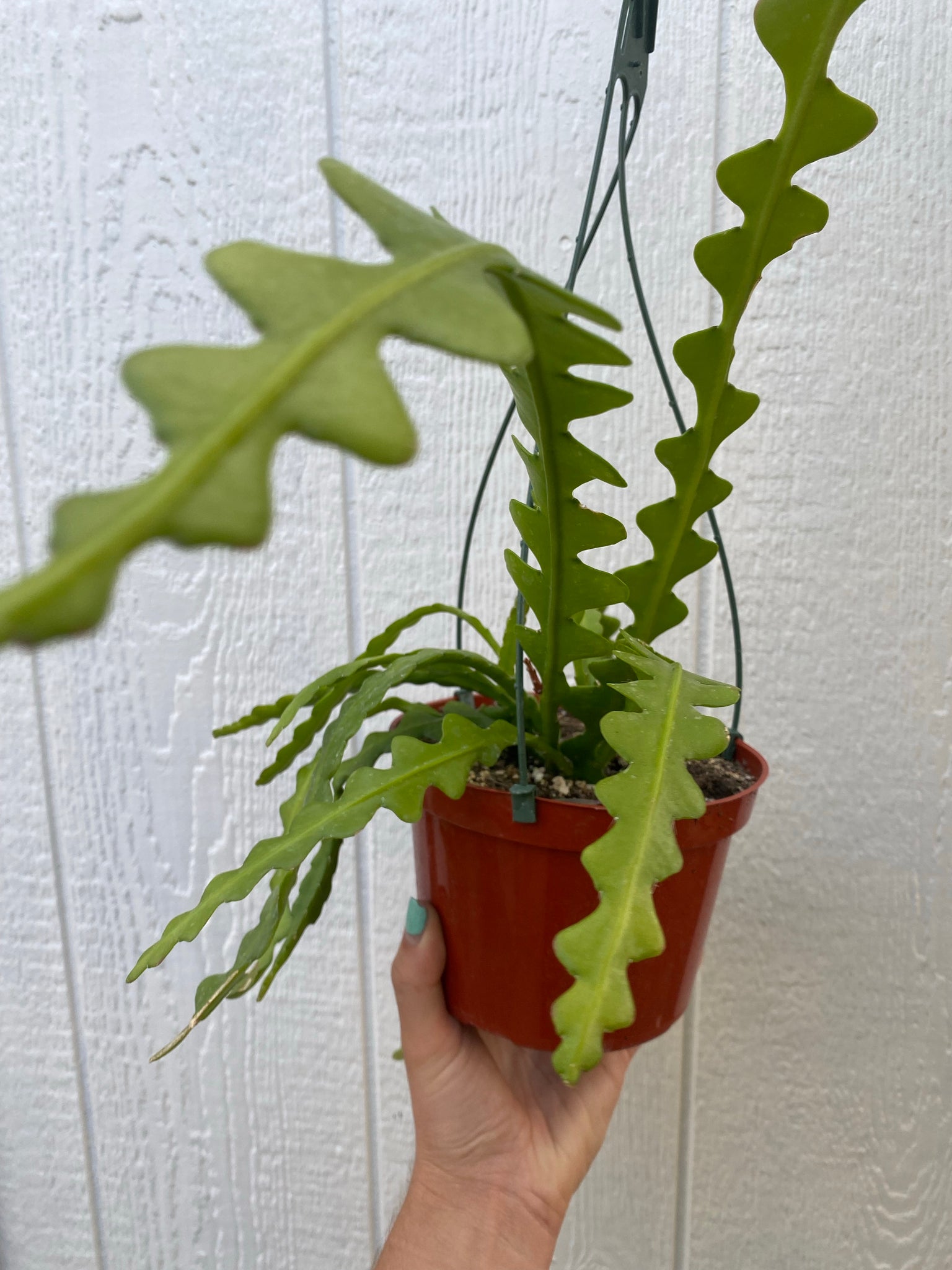 Plant Profile: Fishbone Cactus (Epiphyllum anguliger) — Green