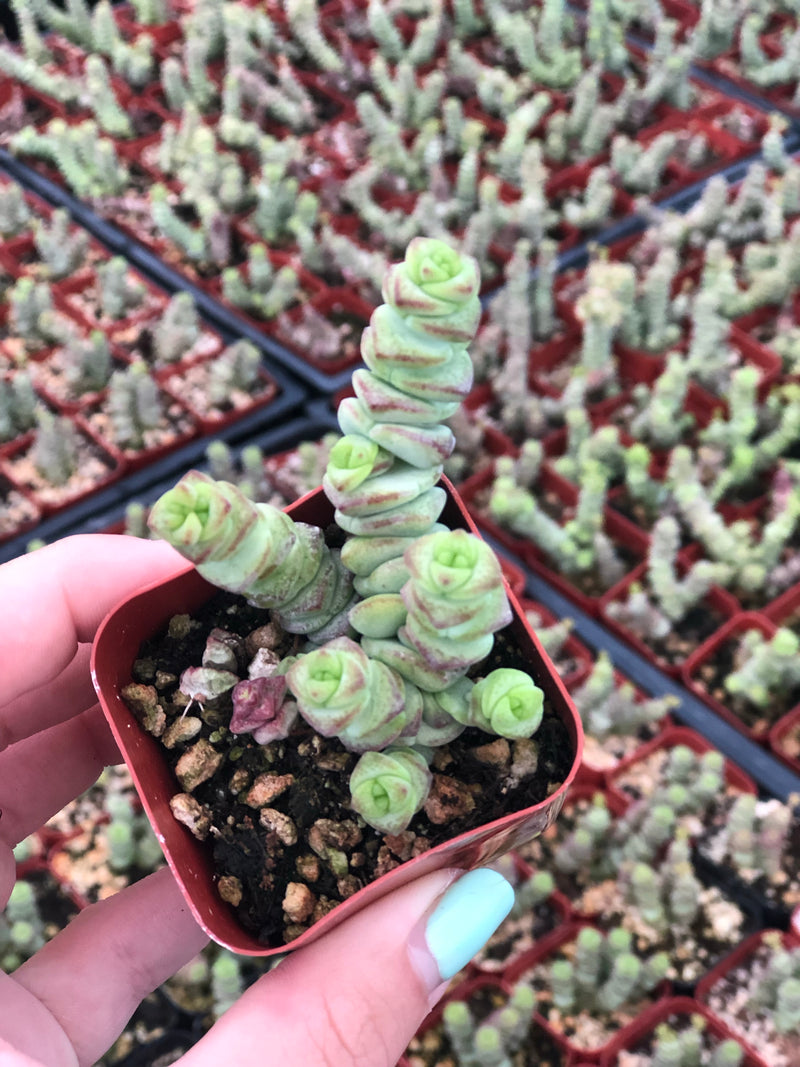 Mountain Crest Gardens - Crassula Baby's Necklace for days! If you've ever  wanted to try your hand at succulent propagation, this is a great place to  start. They re-root easily from stem