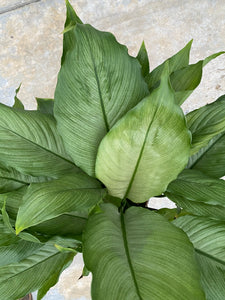 Spathiphyllum Platinum Mist ( Peace Lily )