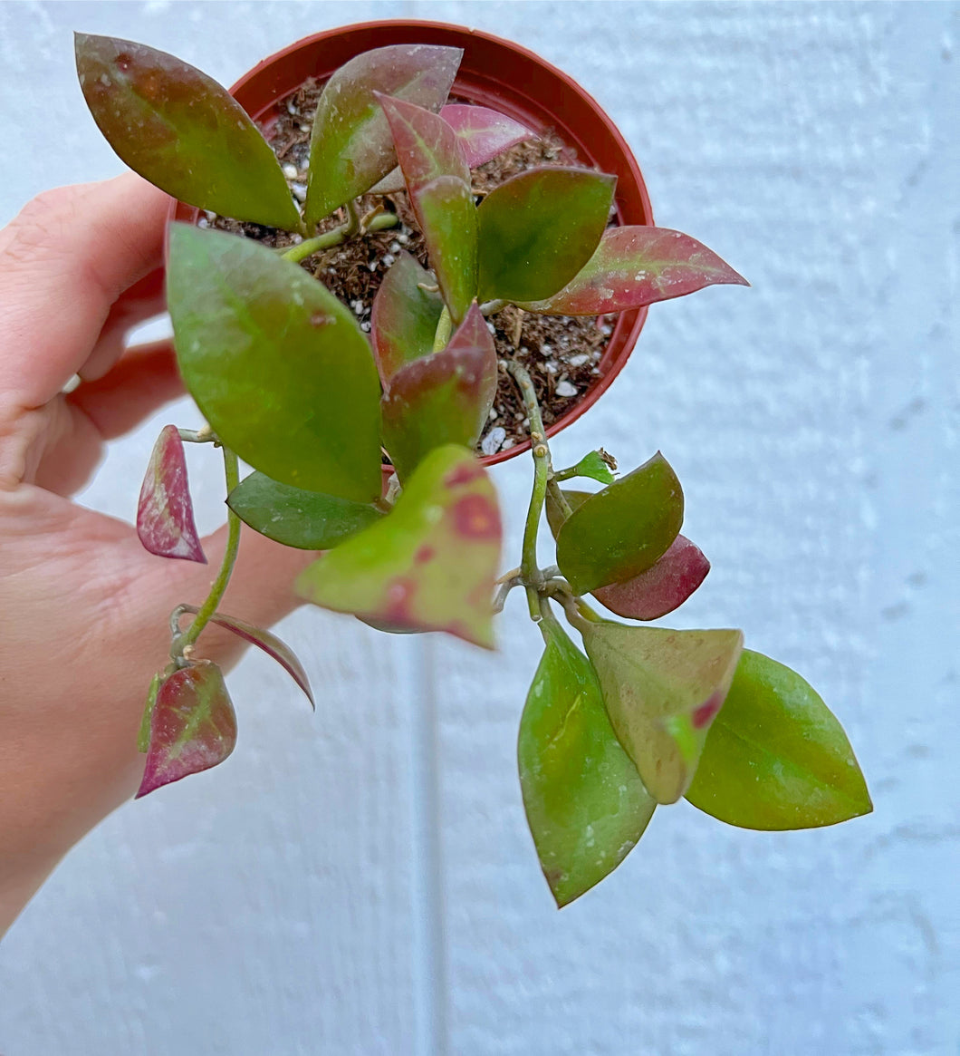 Hoya Sipitangensis